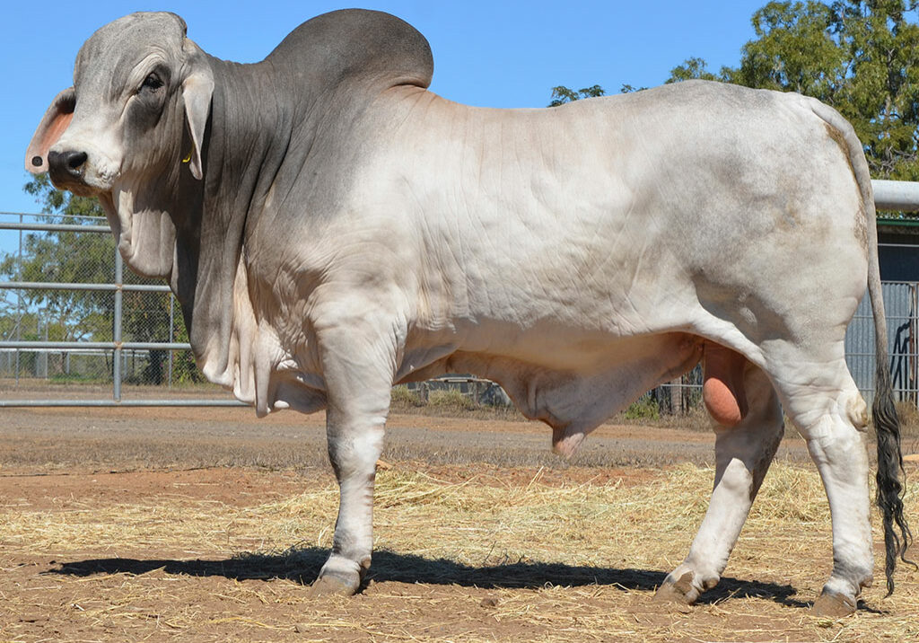 128-HAZELTON-B-ROMEO-5329-HZB5329M