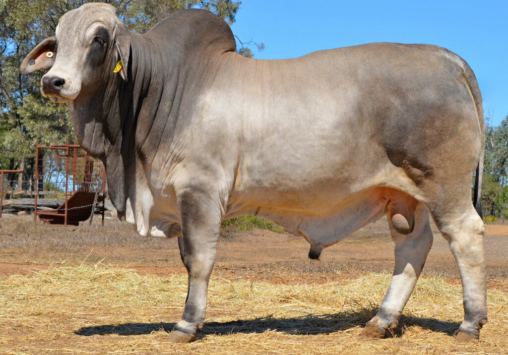 129-HAZELTON-B-RUFUS-5319-HZB5319M