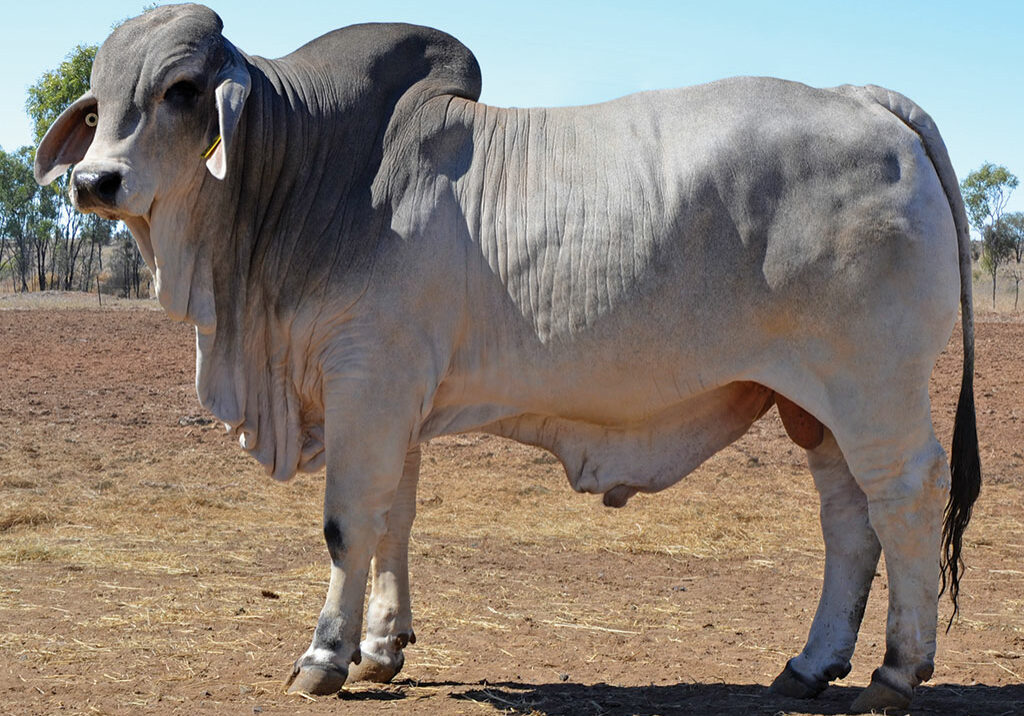 130-HAZELTON-B-XENOS-5252-HZB5252M