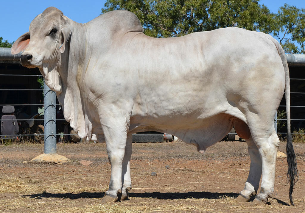 131-HAZELTON-B-MURPHY-B2257-HZBB2257M