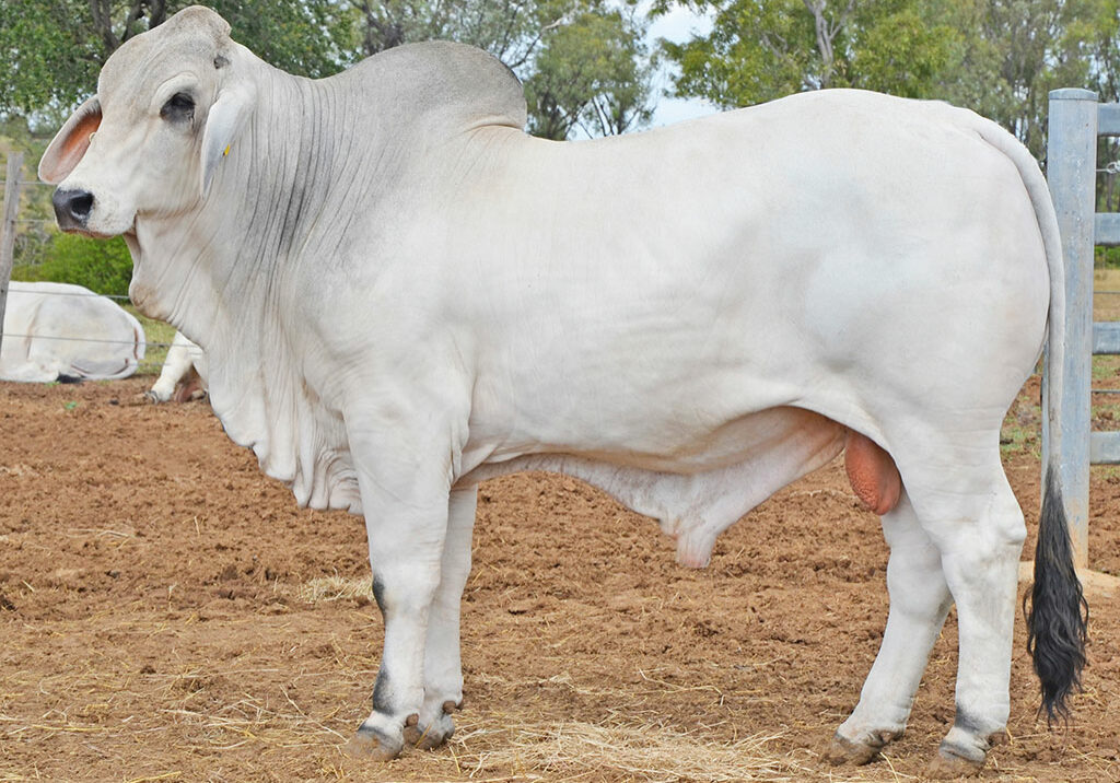 163-HAZELTON-CAXTON-5617-HAZ5617M