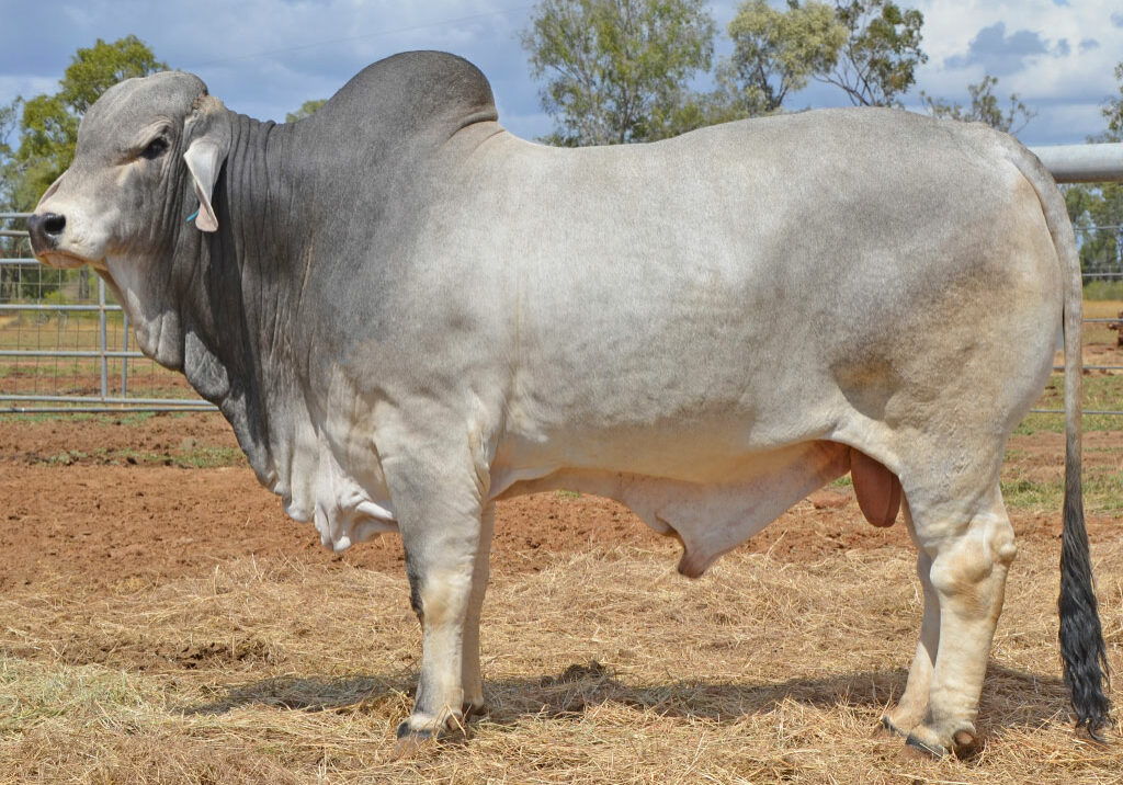 174-HAZELTON-K-HARRISON-B2627-HZKB2627M