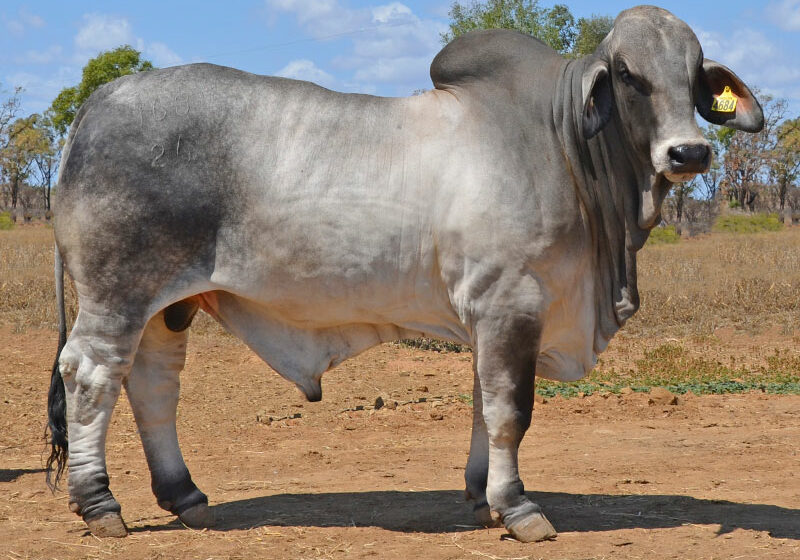 18-HAZELTON-K-HERO-4684-HZK4684M