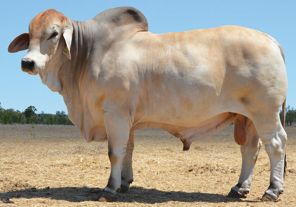 2-HAZELTON-RICHARD-5486-(P)