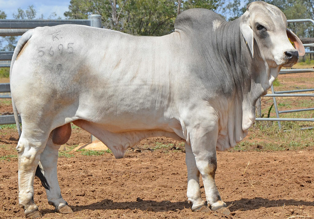 218-HAZELTON-FRONTMAN-5695-HAZ5695M