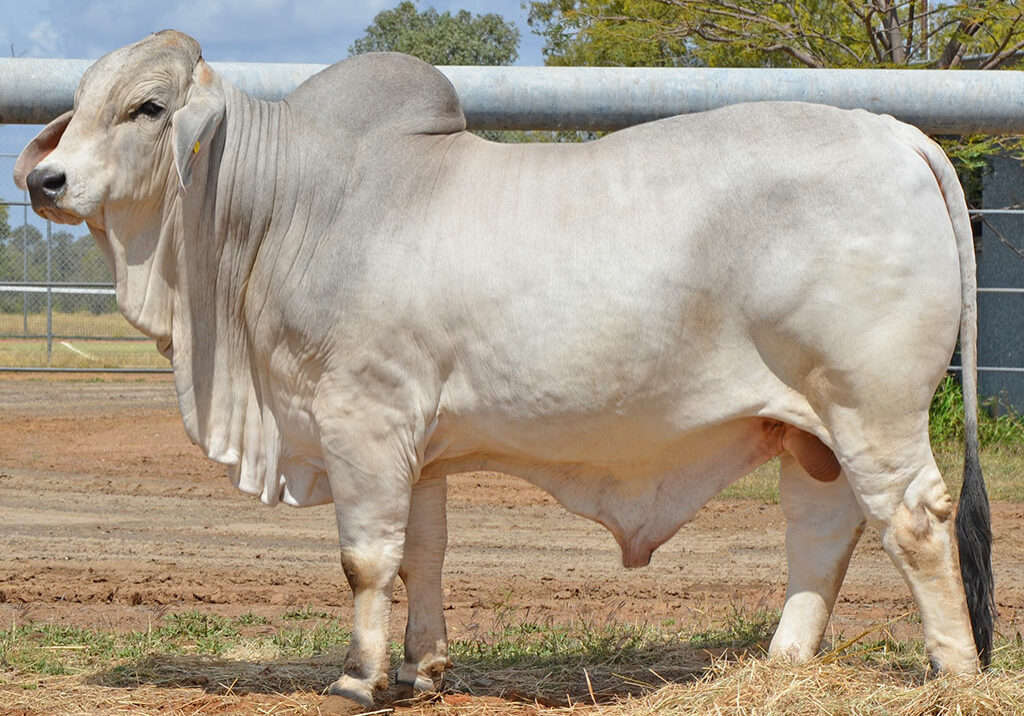 221-HAZELTON-ENGINE-5567-HAZ5567M