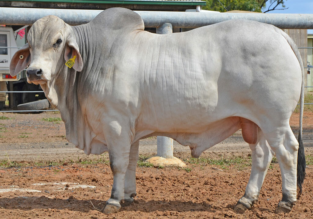 224-HAZELTON-KINGSTON-5485-(PS)-HAZ5485M