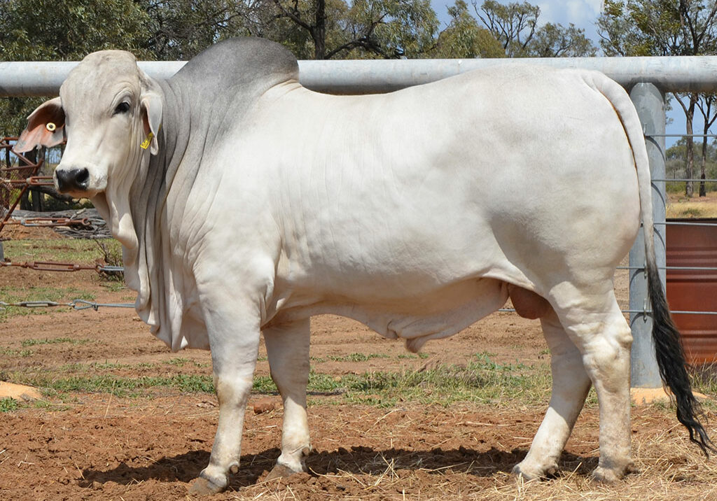 227-HAZELTON-HARVEY-5780-HAZ5780M