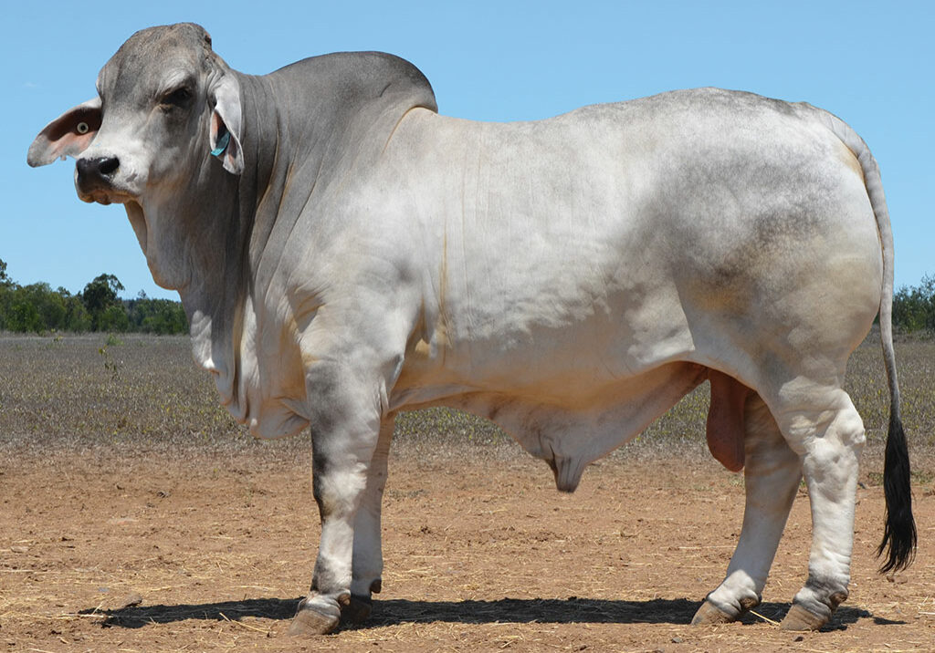 23-HAZELTON-SAMUEL-B2799