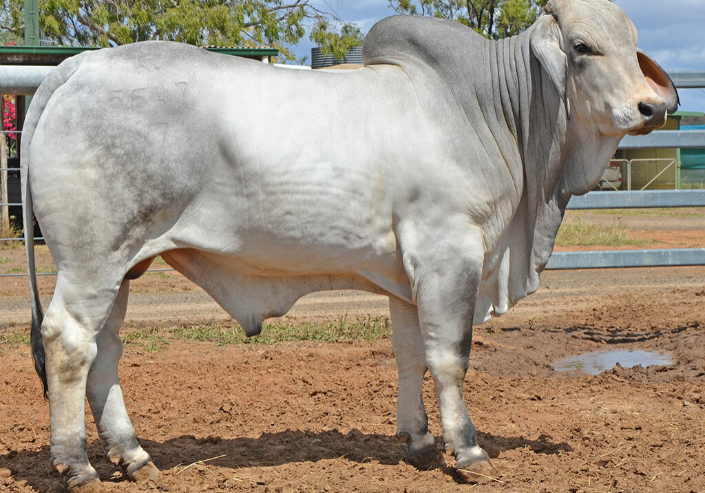 230-HAZELTON-B-FOSTER-5547-HZB5547M