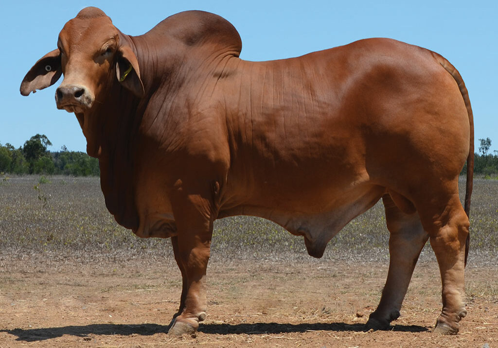 37-HAZELTON-DYLAN-5655-(PS)