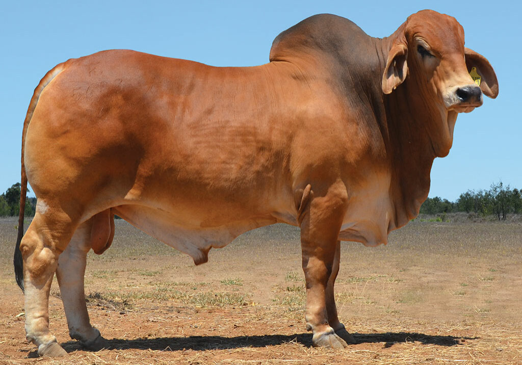 40-HAZELTON-TORIN-5643-(P)