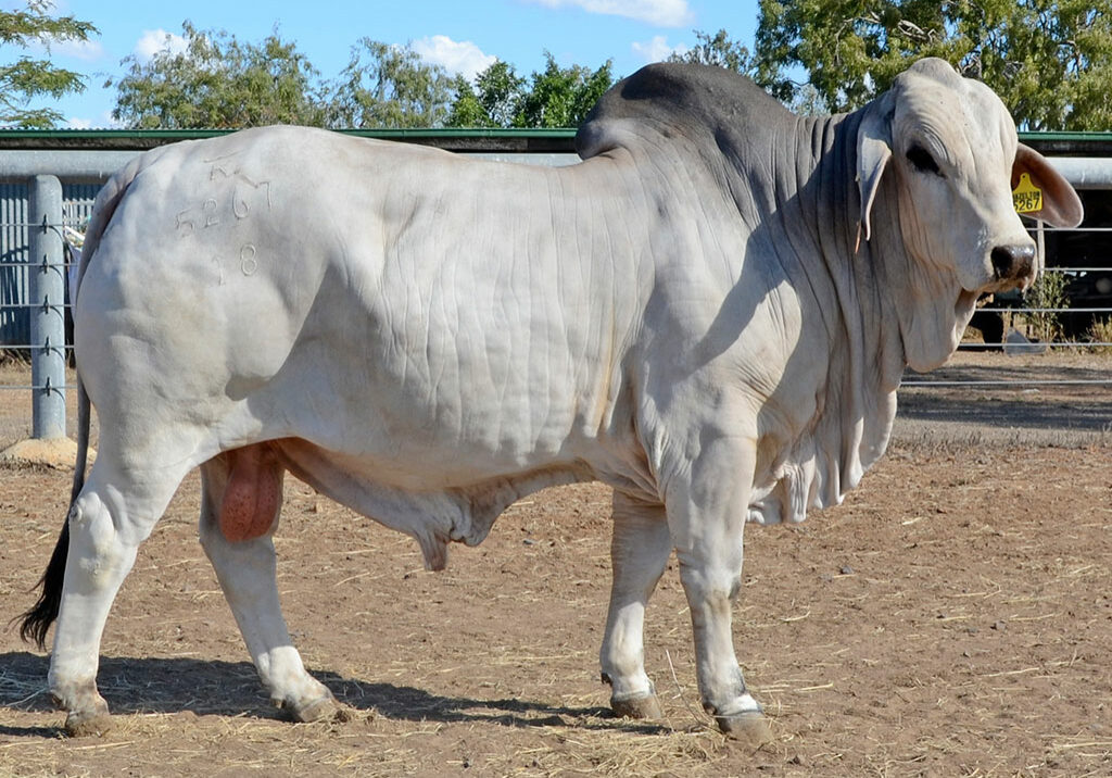 43-HAZELTON-AXEL-5267-HAZ5267M