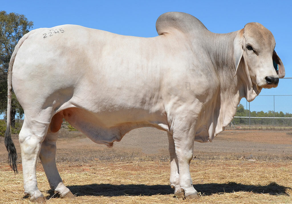 44-HAZELTON-MARCUS-B2245-HAZB2245M