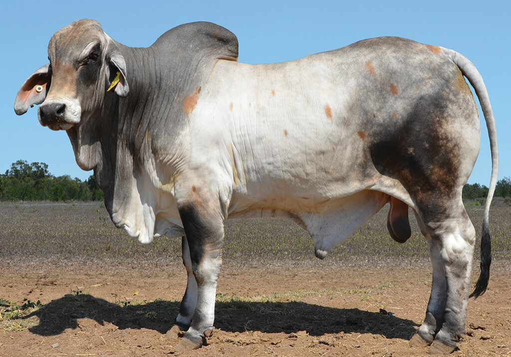 45-HAZELTON-KORBIN-5709