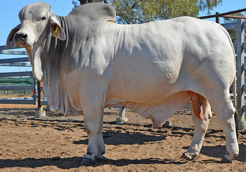 460-HAZELTON-HAMILTON-4568-HAZ4568M