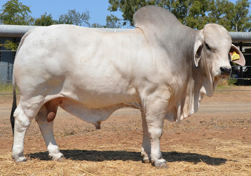 461-HAZELTON-HERCULES-4571-HAZ4571M