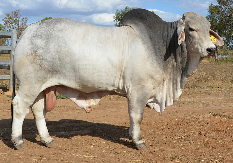 466-HAZELTON-HALEFAX-4472-HAZ4472M