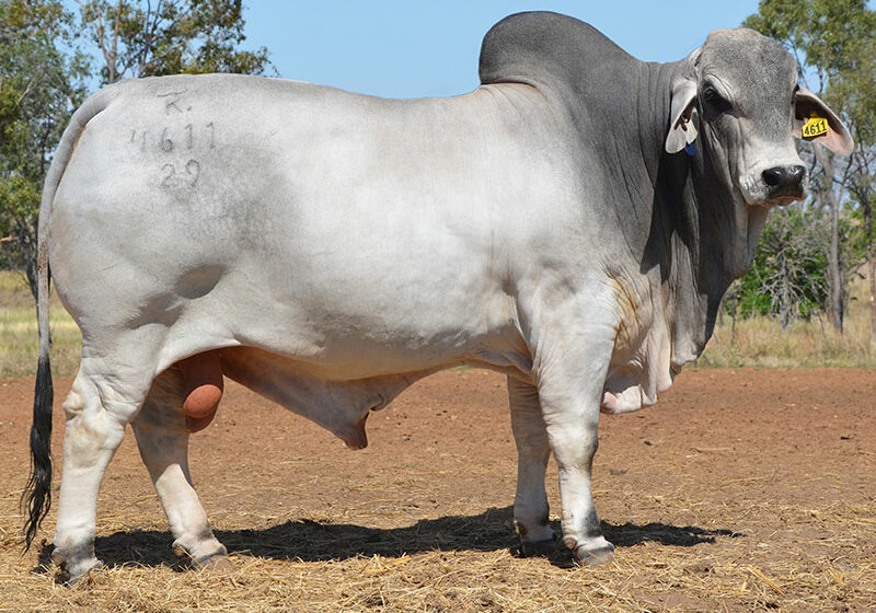 467-HAZELTON-HUSTLER-4611-HAZ4611M