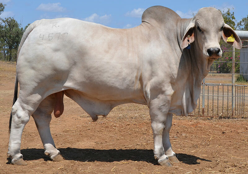 468-HAZELTON-HARVARD-4577-HAZ4577M