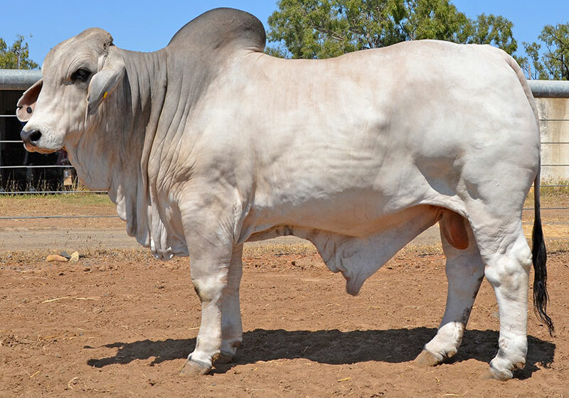 469-HAZELTON-HAMLET-4542-HAZ4542M