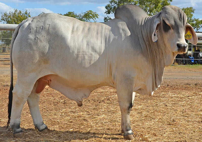 476-HAZELTON-HAT-TRICK-4797-HAZ4797M