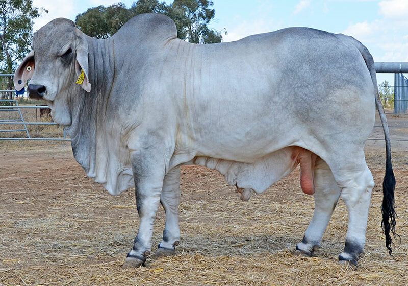 477-HAZELTON-HOT-SPOT-4795-HAZ4795M