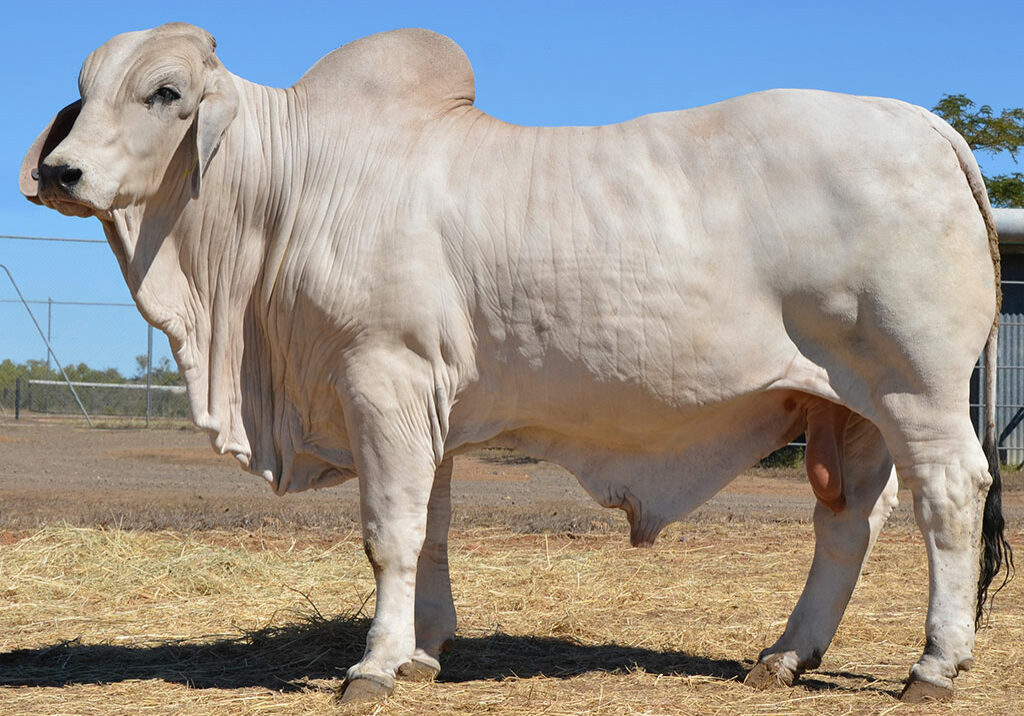 53-HAZELTON-ANDROID-5264-HAZ5264M