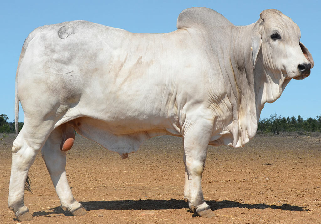 57-HAZELTON-SLATER-H1301