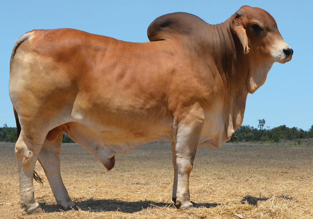 60-HAZELTON-CRUISE-H1450-(P)