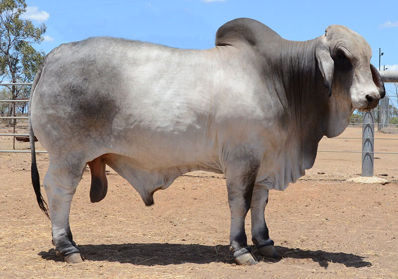 HAZELTON WAR LORD 3814 HAZ3814M