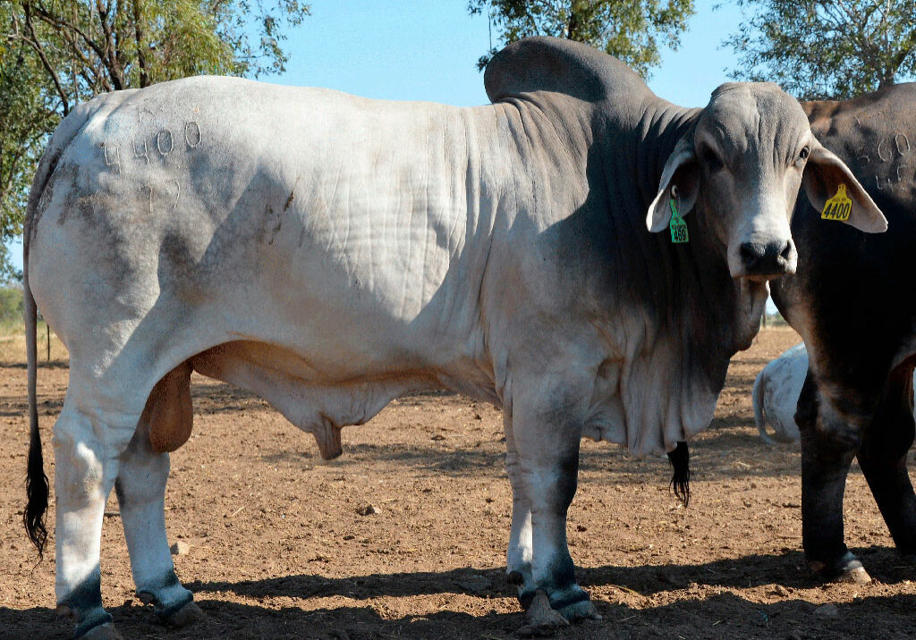 HAZLETON-AVIATOR-4400