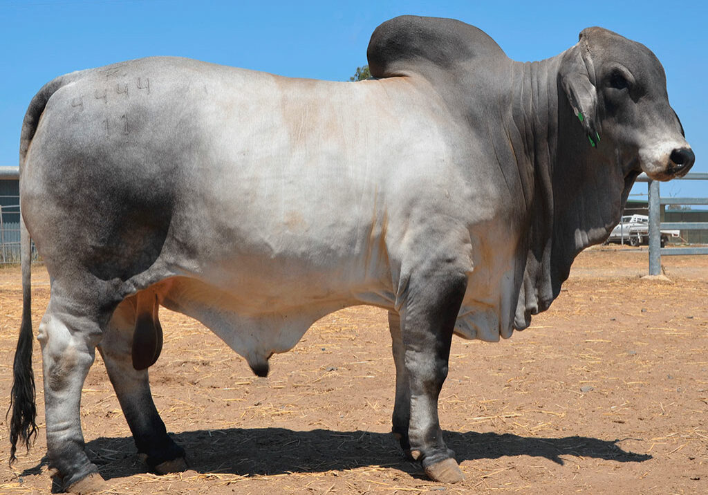 HAZLETON-B-ALAMO-4444