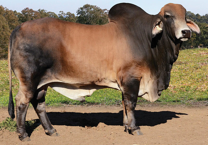 LOT 09 HAZELTON-B-MUSKET-4166-(P)-HZB4166M