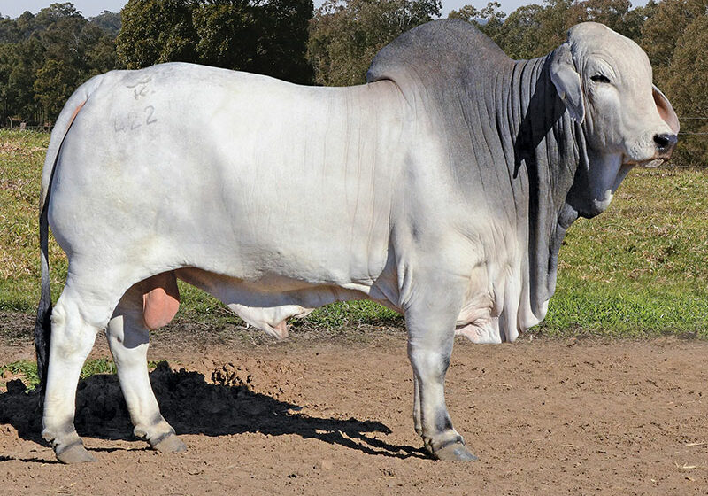 LOT 12 HAZELTON-B-ROULETTE-4229-HZB4229M