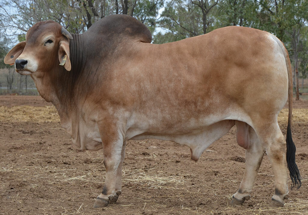 LOT-13-Hazelton-H1117