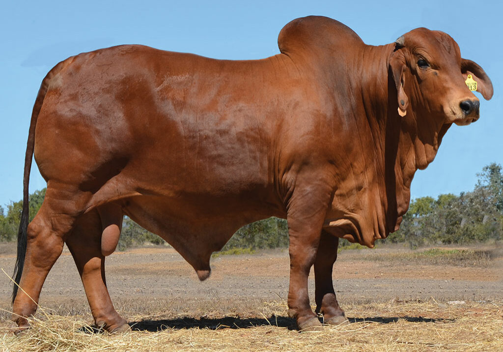 LOT-15-Hazelton-5213-P