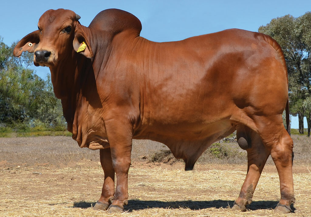 LOT-16-Hazelton-5229