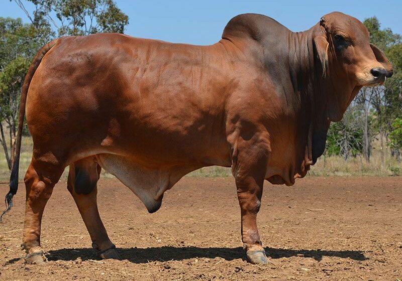 LOT 28 HAZELTON B NEVADA B366