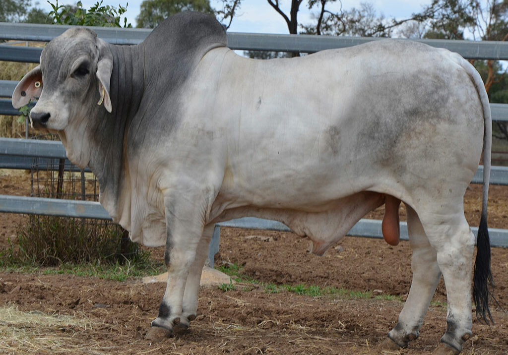 LOT-30-Hazelton-H1098