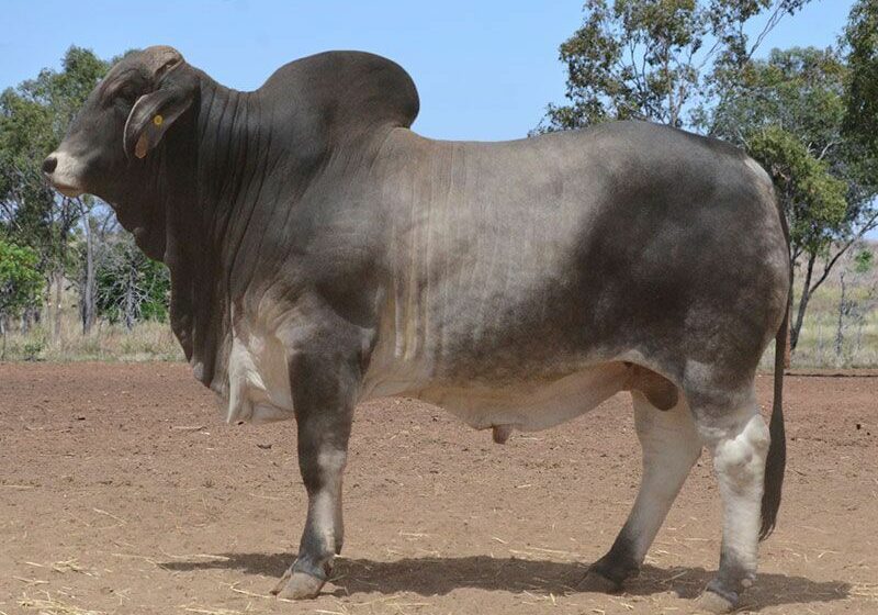 LOT 31 HAZELTON B MATRIX 4331