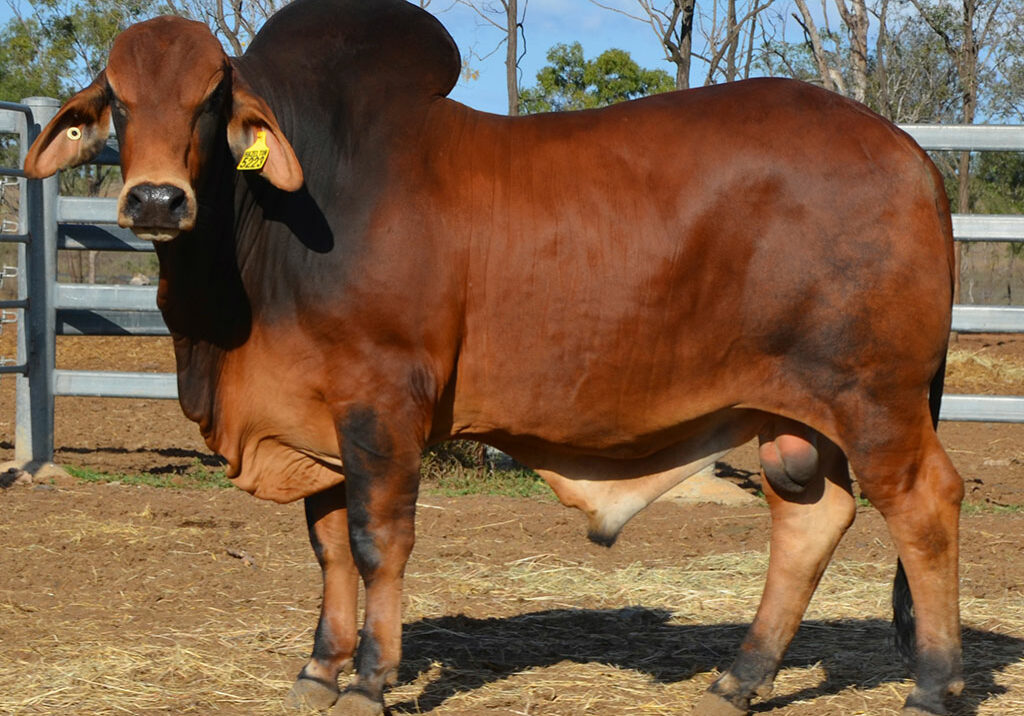 LOT-33-Hazelton-5223