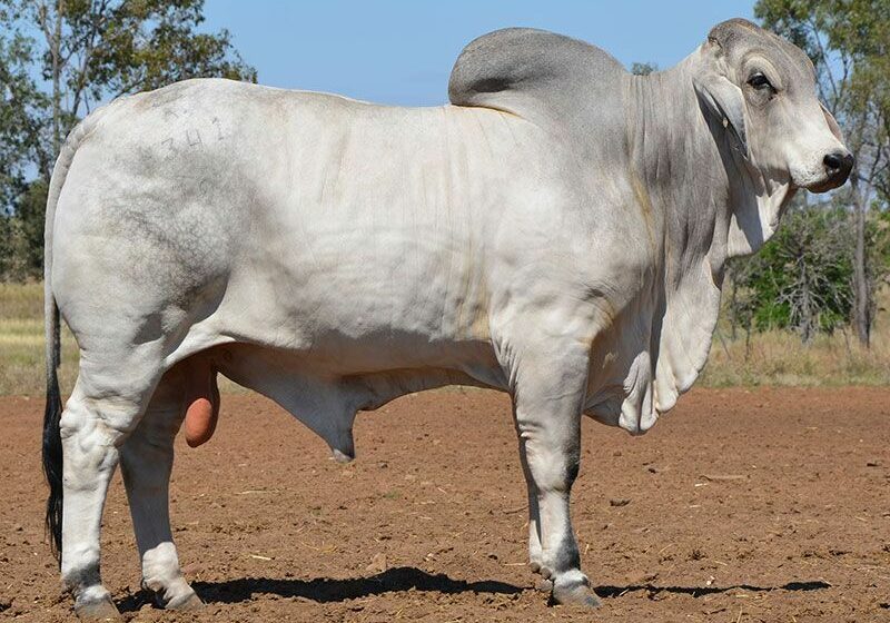LOT 35 HAZELTON FLYNN 4341