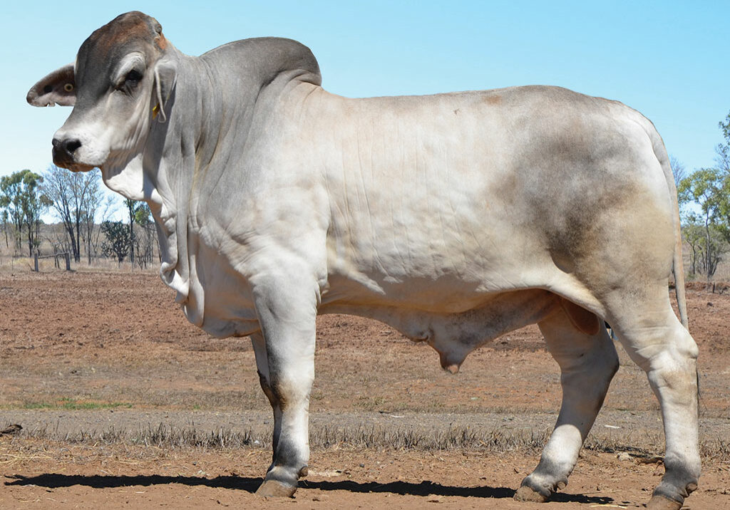 LOT-44-Hazelton-5358