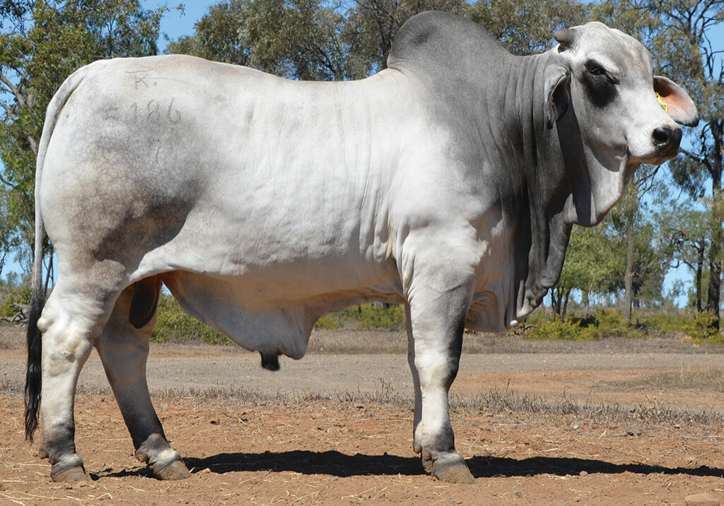 LOT-45-Hazelton-5186