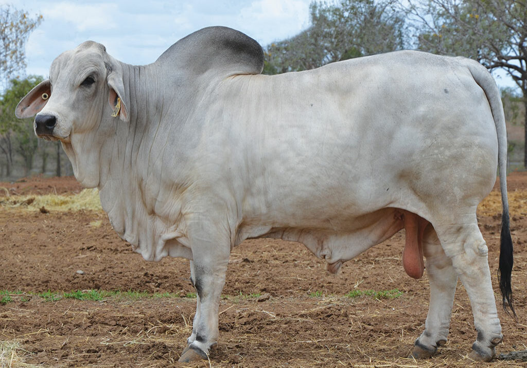 LOT-49-Hazelton-H948