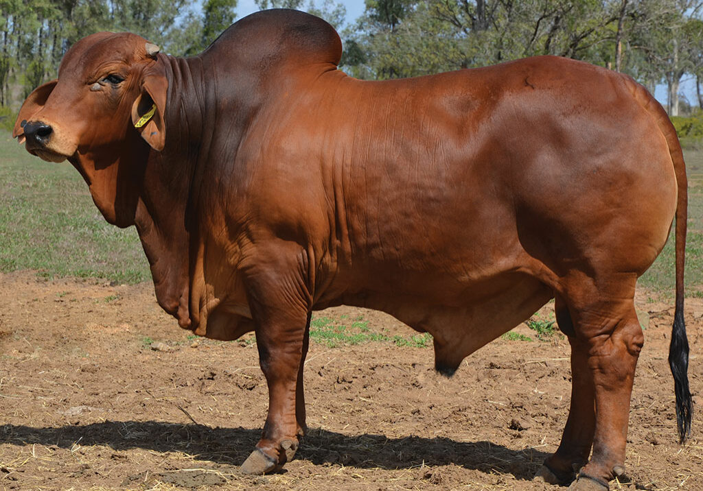 LOT-51-Hazelton-5218