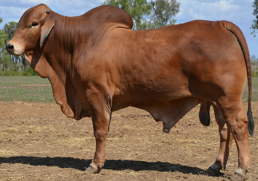 LOT-53-Hazelton-B2243