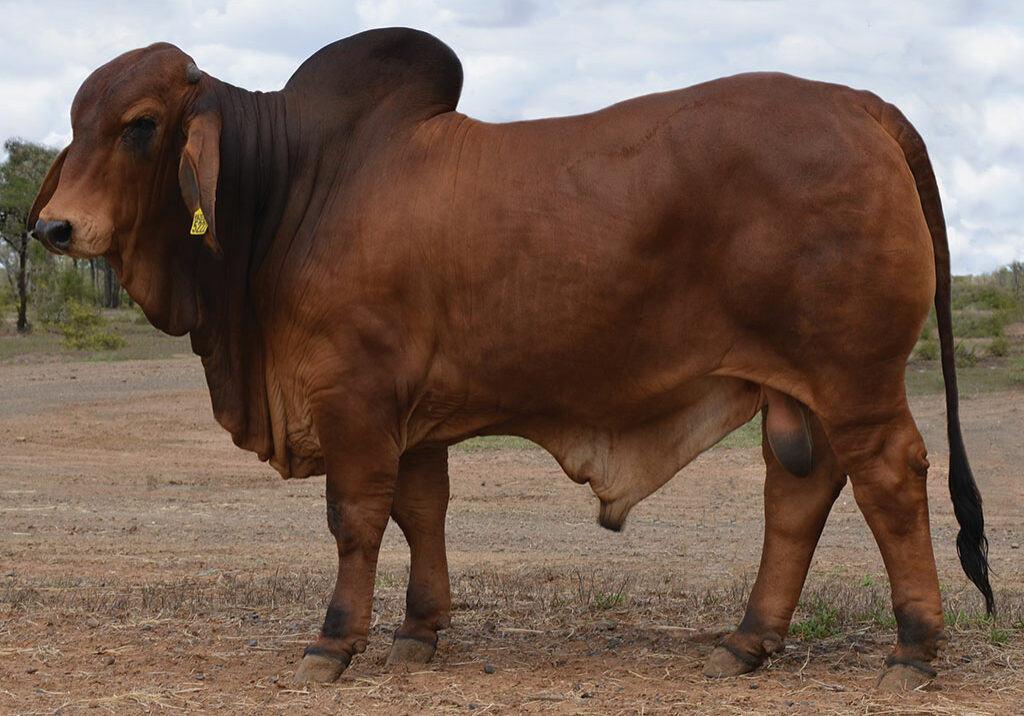 LOT-67-Hazelton-5222