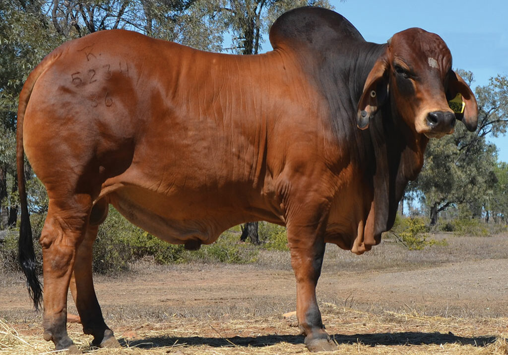 LOT-68-Hazelton-5234